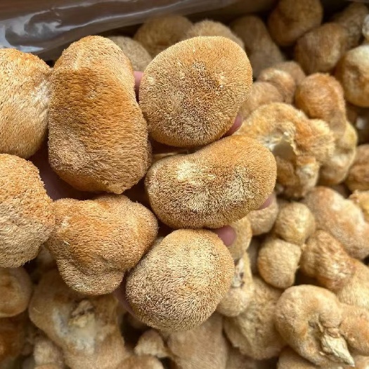 广州猴头菇干货500g长白山特产新鲜天然新货