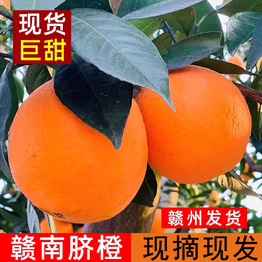 江西赣南脐橙橙子当季水果一件代发电商对接网红直播果园看货