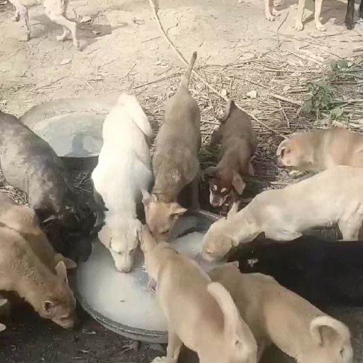玉林玉林本地土狗批发