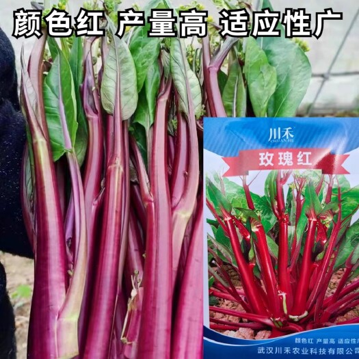 洛阳红菜苔种子种籽红玫瑰广东菜心四季甜脆菜心红菜苔南方蔬菜种子孑