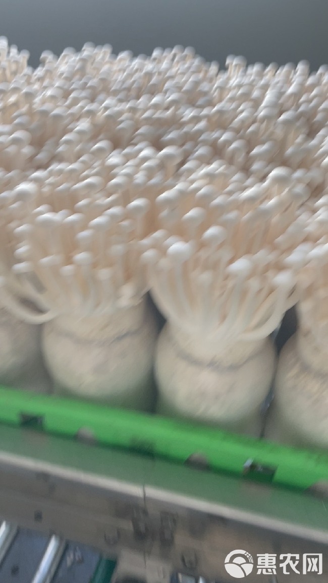 海鲜菇，白玉菇