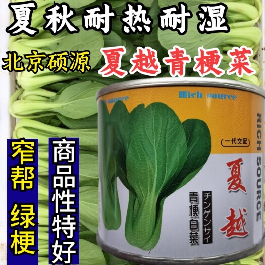 洛阳夏越青梗菜种子 北京硕源耐热耐湿绿梗窄帮小油菜种子上海青菜籽
