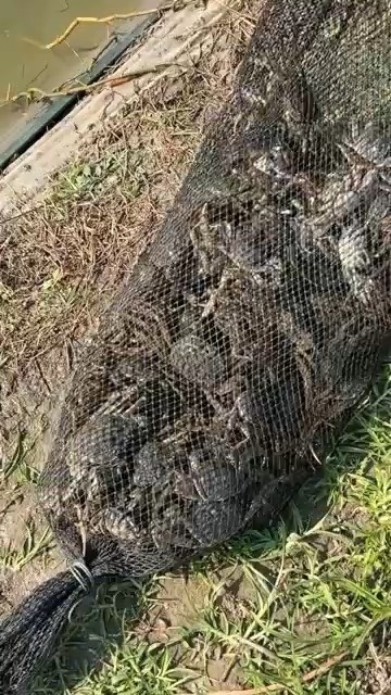 大闸蟹