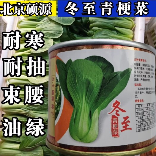 洛阳冬至耐寒青梗菜种子 北京硕源耐寒耐抽青菜小油菜种子秋冬蔬菜籽