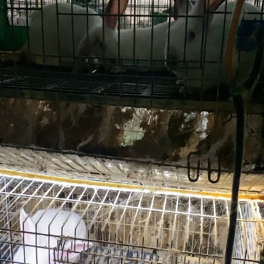 嘉祥县新西兰大白兔，肉兔养殖，养兔子，伊拉兔