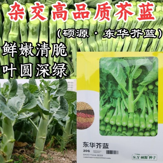 东华芥蓝种子甜杂交柑芥兰大田露天四季播种籽广东芥蓝蔬菜种孑