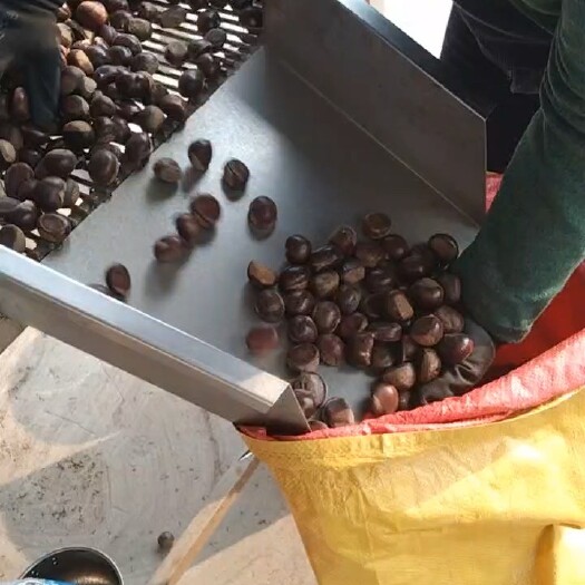 遵化市遵化早期老树栗子
