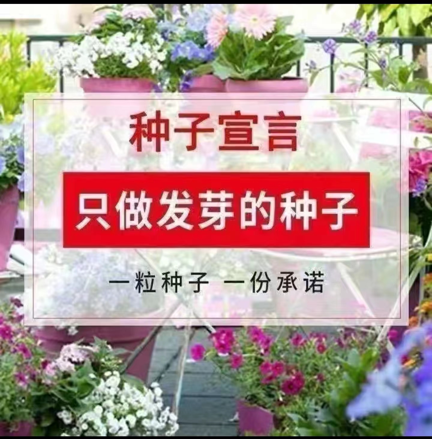 白花郎松花菜种子西兰花菜种籽产量耐寒热四季可种植