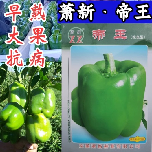 洛阳帝王甜椒种子 萧新特大果早熟甜椒种籽菜椒灯笼椒青方椒辣椒种子