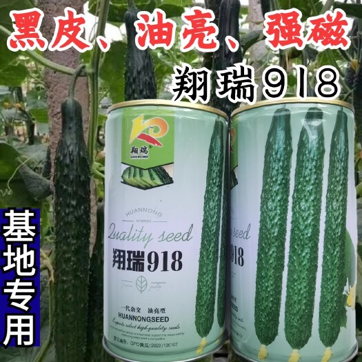 洛阳翔瑞918黄瓜种子，早熟，耐热耐湿，皮色油亮，抗病，基地种植