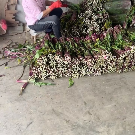 当阳市红菜苔大量上市了。