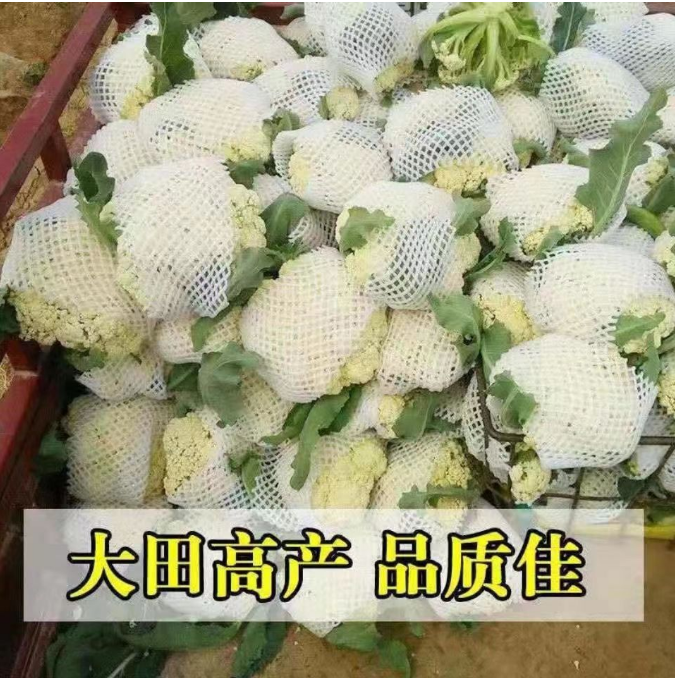 白花郎松花菜种子西兰花菜种籽产量耐寒热四季可种植