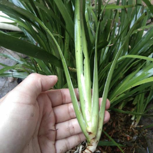 霞浦县石菖蒲苗，菖蒲种苗批发 绿化石菖蒲种植 水体绿化