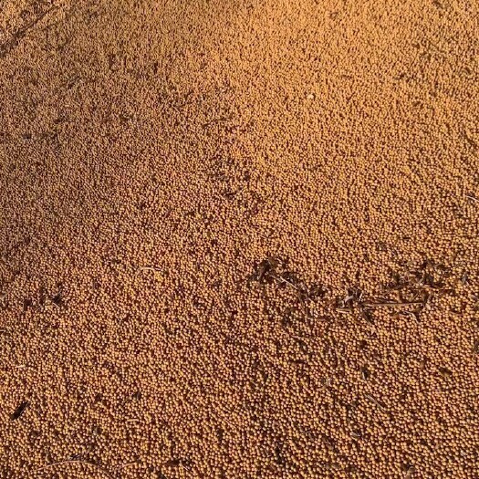 五大连池自己家的东北黄豆，有接近1000吨，有需要的老板聊