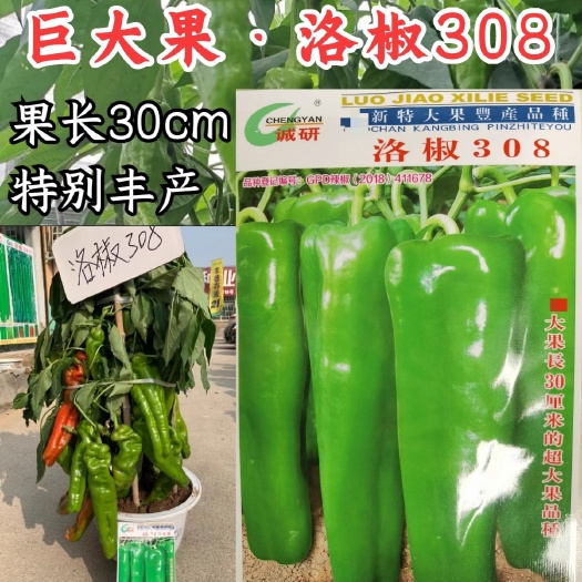 洛阳洛椒308辣椒种子超大果菜椒泡椒耐低温抗高温辣椒籽大田基地种
