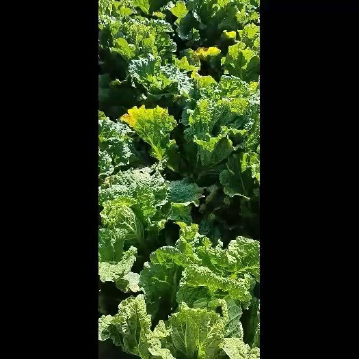 北京白菜