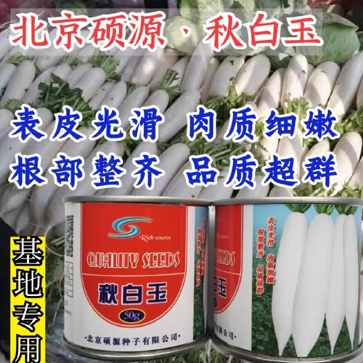 秋白玉萝卜种子，脆嫩多汁，肉质细嫩，根部整齐，抗病，基地专用