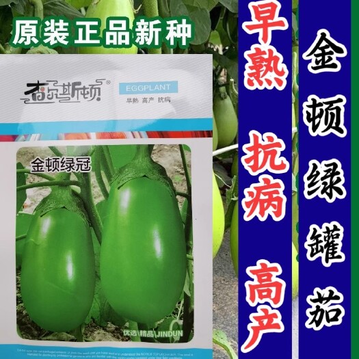 金顿绿罐茄子种子，早熟，油绿光亮，采收期长，抗病，基地专用