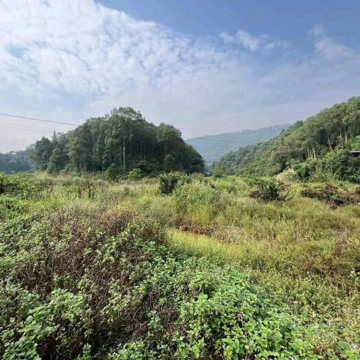 重庆市巴南区100亩果园出Z品种是沃柑