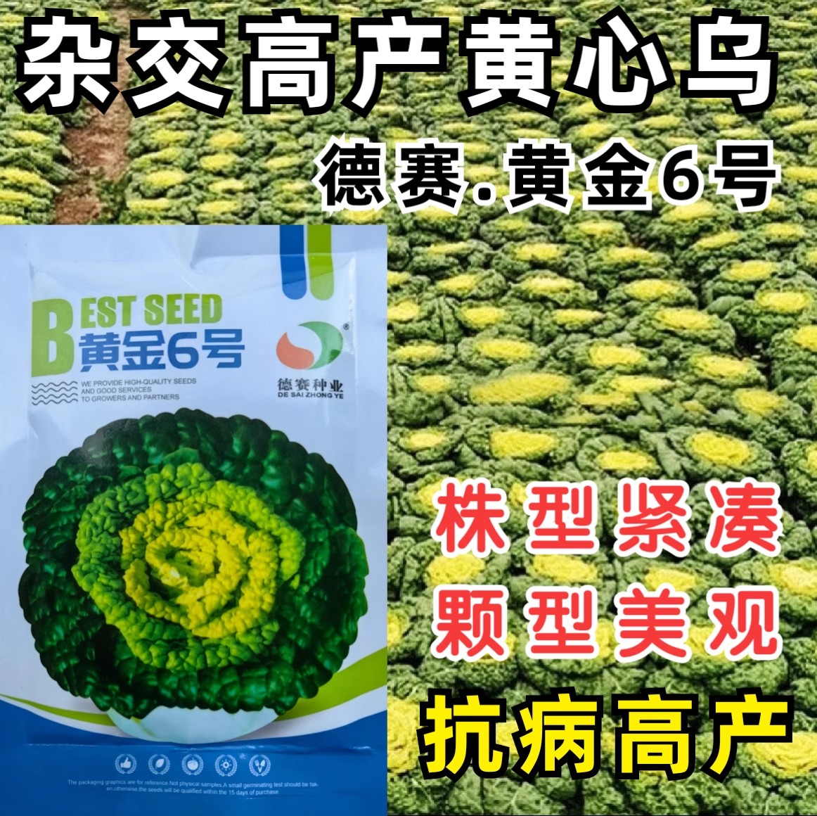 洛阳黄心菜种子德赛黄金6号杂交黄心乌塌菜种子籽耐寒秋冬蔬菜种子孑
