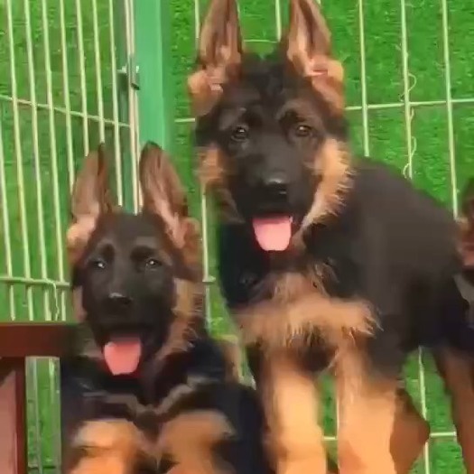 登封市德牧 德国牧羊犬