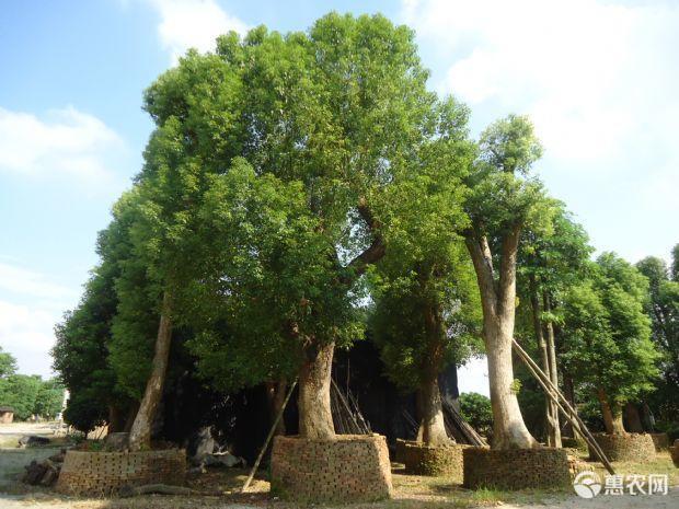 长沙樟树