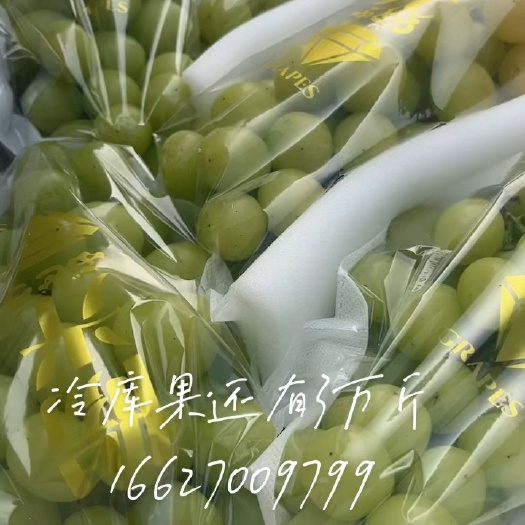 阳光玫瑰