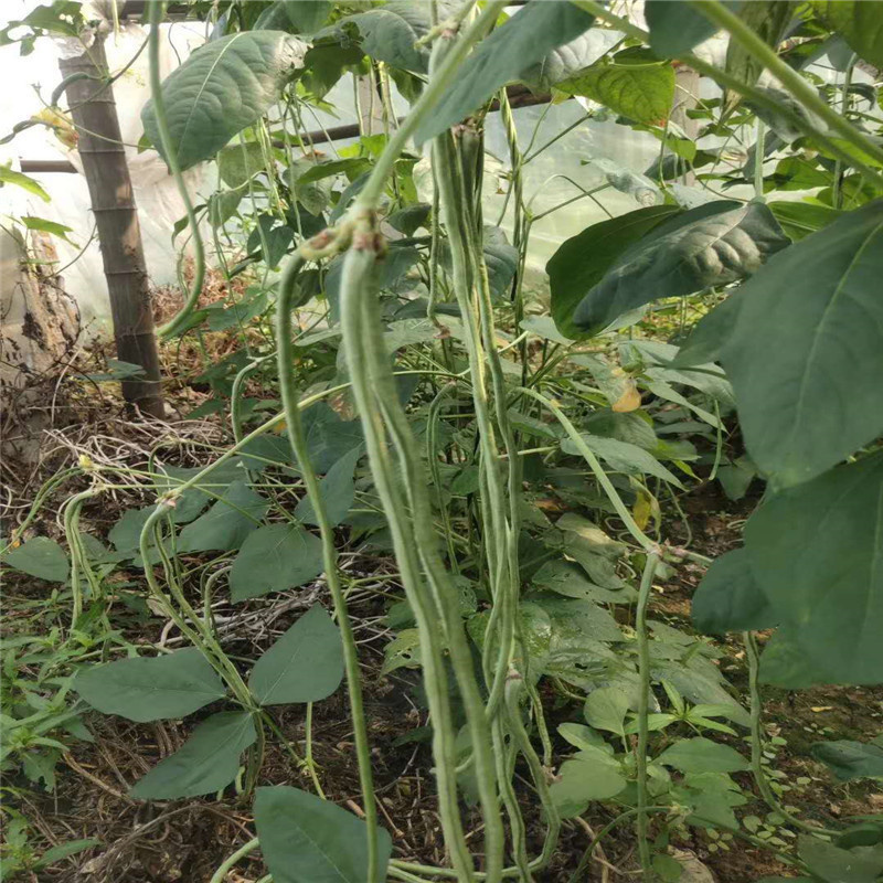 龙泉10号豆角种子绿霸先锋豇豆种子四季芸豆架豆种子龙泉5号