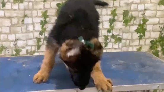 登封市德牧德国牧羊犬听话乖巧忠诚服从性非常好并且也是看家护院的好狗