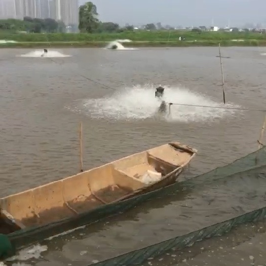 珠海白焦海鲈鱼