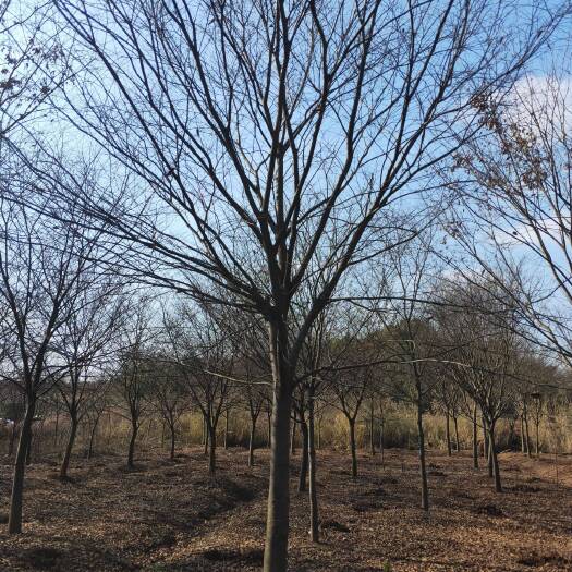 长沙樟树