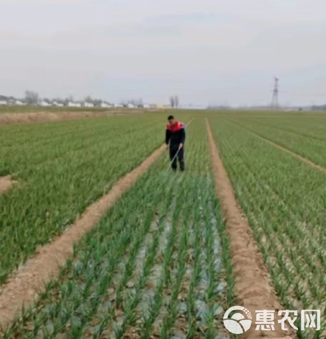 蓝苗生物菌绿叶防冻防病可用大蒜大葱大姜防病黄叶干尖叶枯