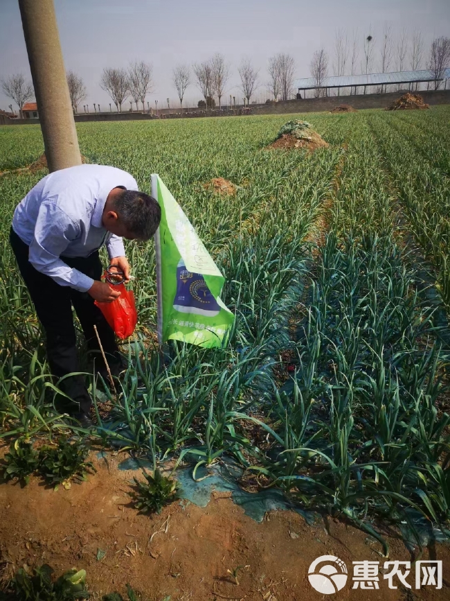 蓝苗生物菌绿叶防冻防病可用大蒜大葱大姜防病黄叶干尖叶枯