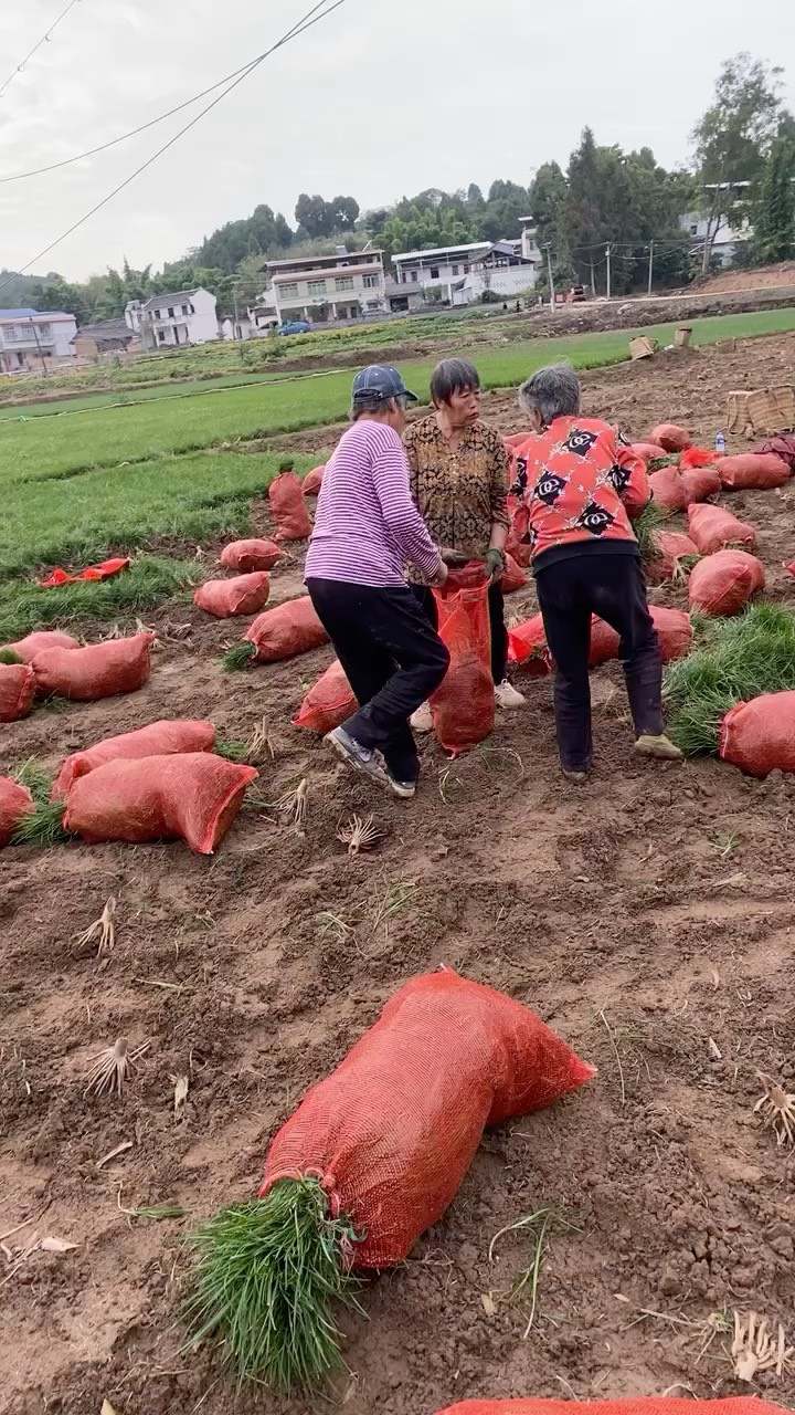 四川省三台县优质麦冬草苗 直发园林绿植