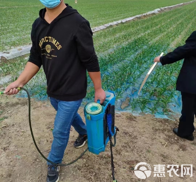 蓝苗生物菌绿叶防冻防病可用大蒜大葱大姜防病黄叶干尖叶枯