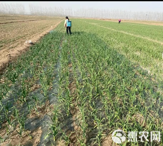 蓝苗生物菌绿叶防冻防病可用大蒜大葱大姜防病黄叶干尖叶枯