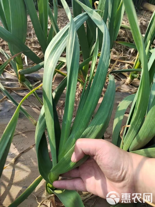 蓝苗生物菌绿叶防冻防病可用大蒜大葱大姜防病黄叶干尖叶枯