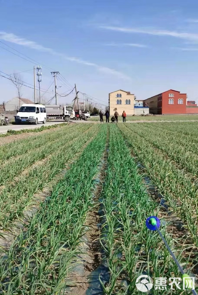 蓝苗生物菌绿叶防冻防病可用大蒜大葱大姜防病黄叶干尖叶枯