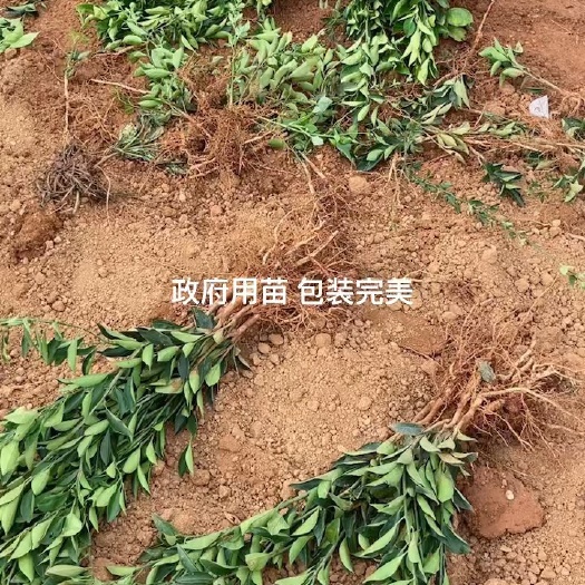 建水县脆蜜金柑