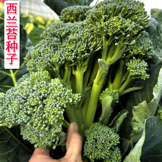 西兰苔种子 春秋芥兰菜籽西兰花 翠绿色 55天收获