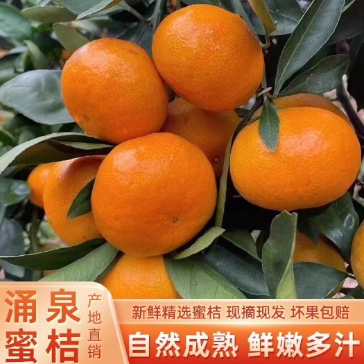正宗涌泉蜜桔早熟宫川新鲜橘子无核台州黄岩蜜桔当季现摘水果