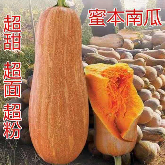 沭阳县蜜本南瓜种子肉厚耐旱密本南瓜蔬菜园艺种子