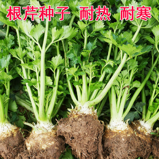 地中海根芹种子 圆球型 耐热 耐寒 早熟大根茎蔬菜 春秋种植