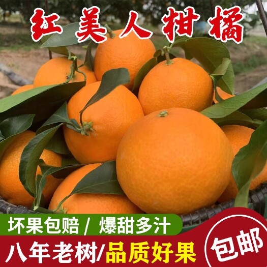 成都红美人柑橘桔子爱媛果冻橙28号水果新鲜礼盒一件代发