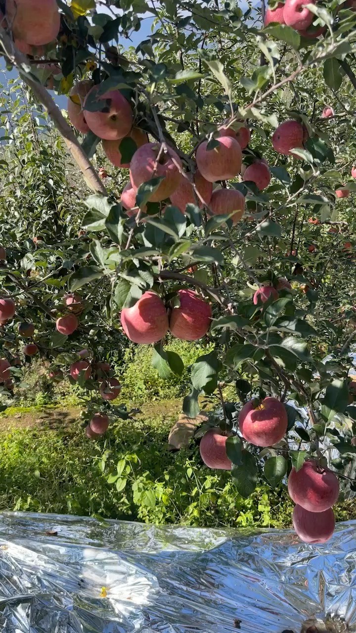 糖心红苹果