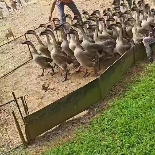 广州光鹅