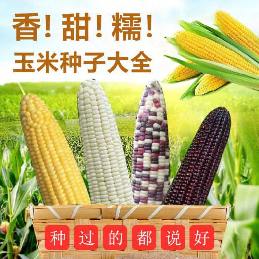 沭阳县玉米种子大全高产早熟甜糯玉米种子水果玉米彩甜糯玉米鲜食甜玉米