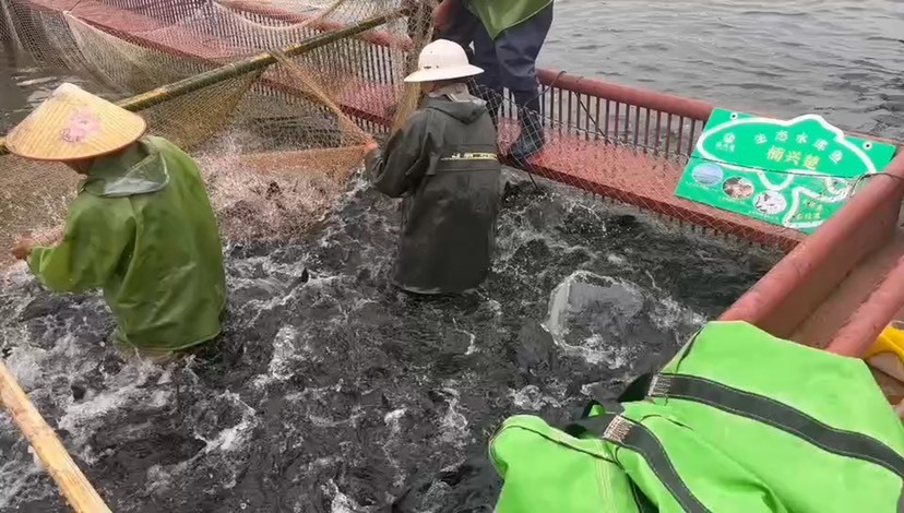 襄樊雄鱼 黑鲢 高品质生态鱼