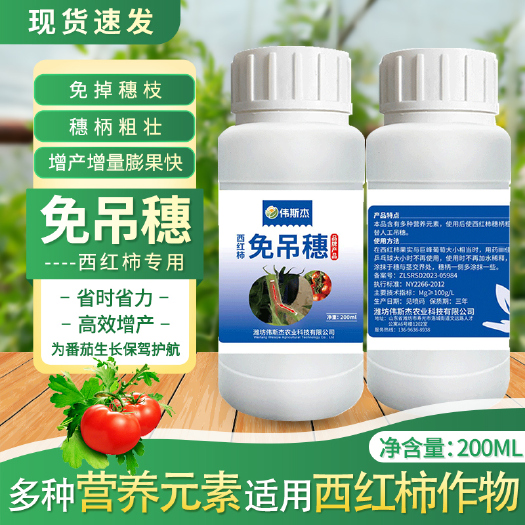 寿光市西红柿免吊穗增粗穗柄防断裂代替人工吊绳