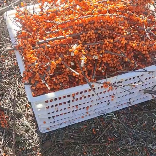 葫芦岛野生沙棘果大量有货